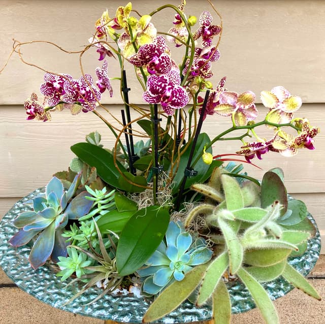 Live succulents with spotted orchids arranged on a blue glass tray