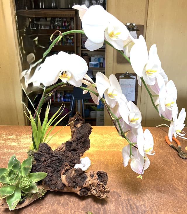 White phalaenopsis orchids cascading over a driftwood branch