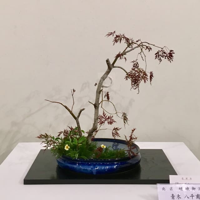 Saga Go-ryū moribana with a bare branch and moss in a low blue bowl