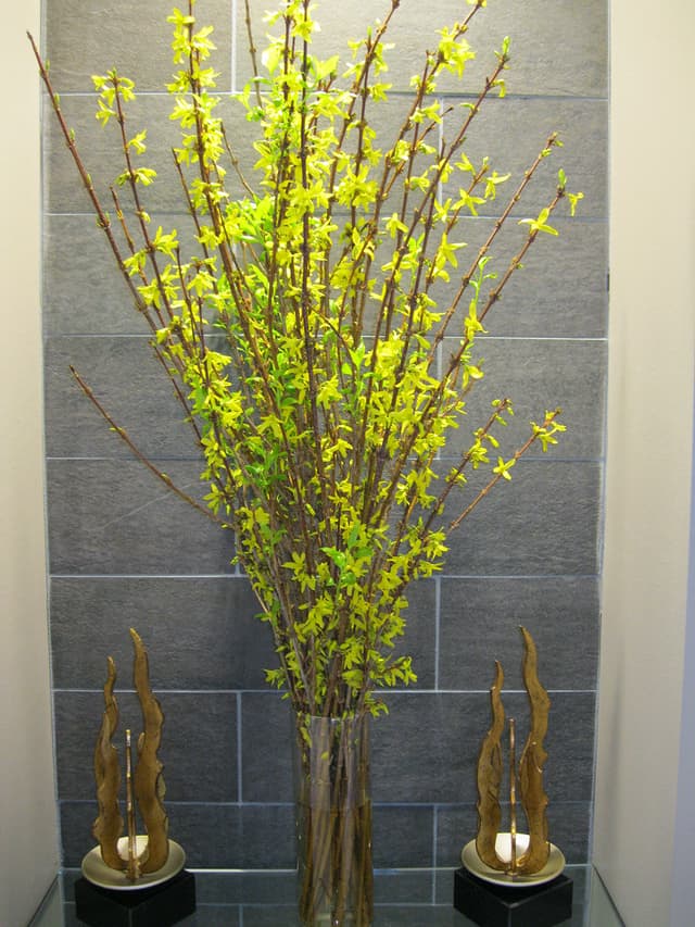 Tall branches of yellow forsythia in a modern interior