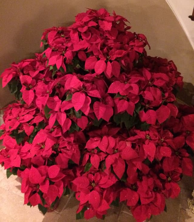 Towering display of fresh red poinsettias