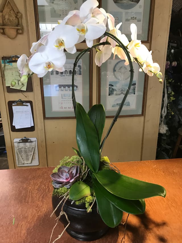 White phalaenopsis orchid plant designed with succulents in a low container